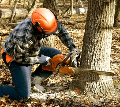 Tree Removal in Vanderwagen, NM